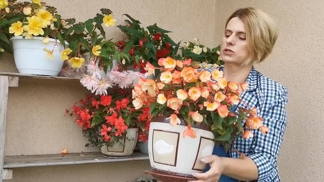 Бегонии в сентябре смотреть онлайн