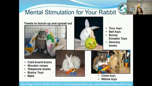 Bunnyfest: Bunny 101 Part 2 смотреть онлайн