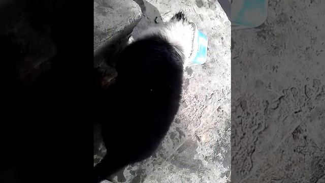 Песик застрял в коробке от маслеца!;):) смотреть онлайн