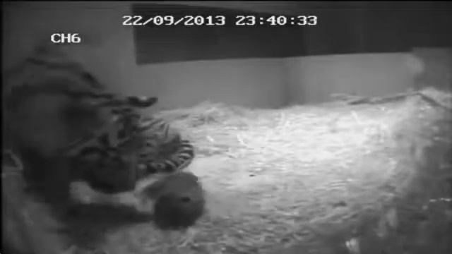 London Zoo Tiger Cub Is Found Drowned смотреть онлайн