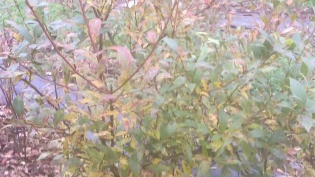 ЖИЗНЬ в ГЛУХОЙ ДЕРЕВНЕ. БЕЛАРУСЬ Голубика Пинк Лимонад и подкормки органическими удобрениями смотреть онлайн