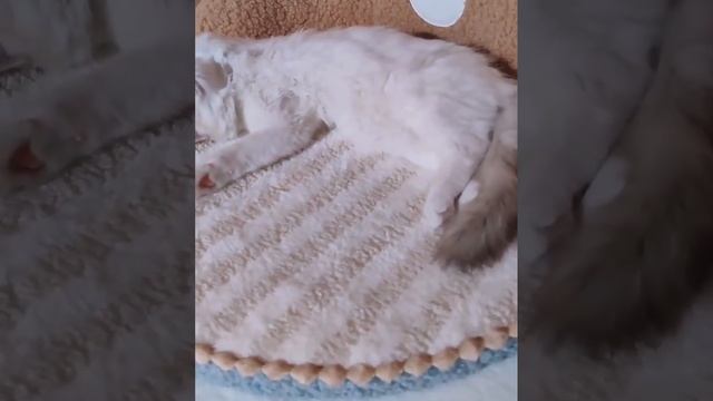 Коврик в форме мишки для ваших питомцев! смотреть онлайн