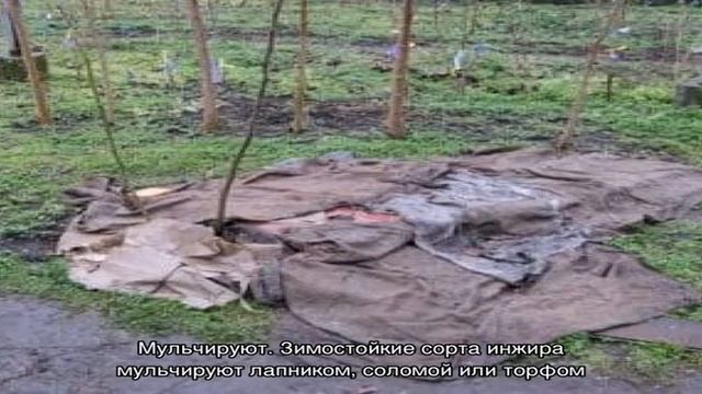 Пошаговая инструкция, как укрыть инжир на зиму правильно и подготовить дерево к холодам смотреть онлайн