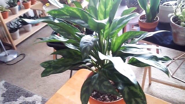 AGLAONEMA MARIA (CHINESE EVERGREEN) ❤