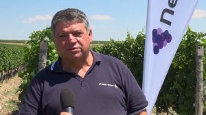Ридомил Голд Р, Пергадо Ф и Динали - отлична защита  - «Вила Юстина»