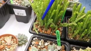 Крассула. Общая характеристика. Обзор моих Крассул.