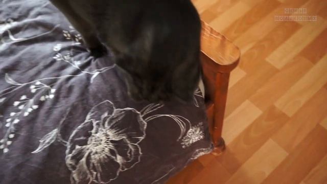 ДОМИК С КОГТЕТОЧКОЙ ДЛЯ КОШКИ ПУМЫ | ЧЕРНАЯ ШОТЛАНДСКАЯ ВИСЛОУХАЯ КОШКА смотреть онлайн