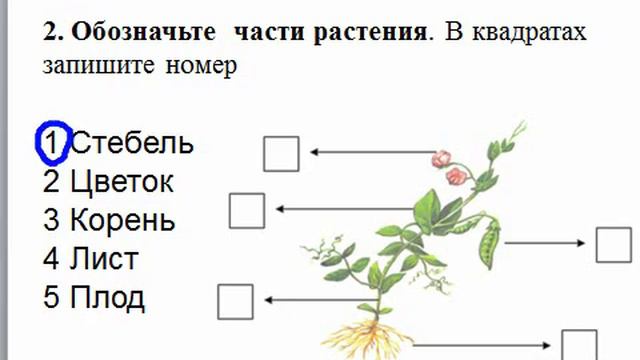 ПА Проверочная работа по окружающему миру смотреть онлайн