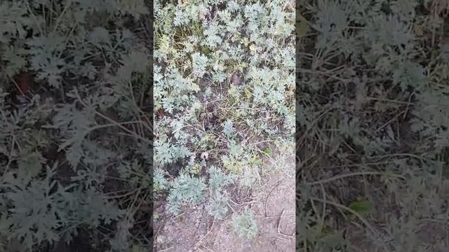 Палласоф щитомордник (красная морфа) смотреть онлайн
