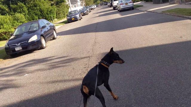 Ace and Angel French bulldog and Doberman Pinscher floral Park смотреть онлайн