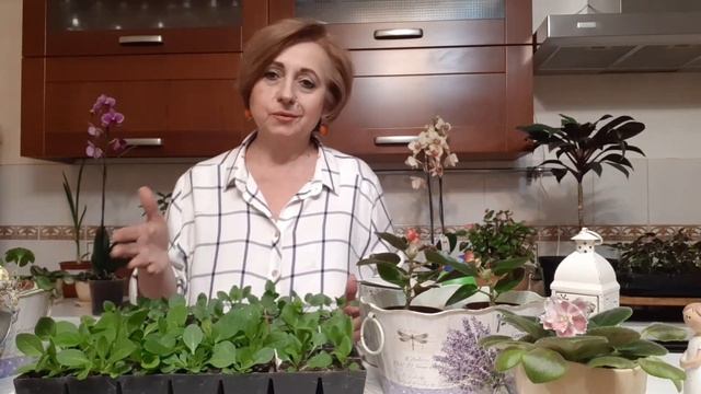 ПРО ГРУНТЫ И ПОДКОРМКИ РАССАДЫ смотреть онлайн