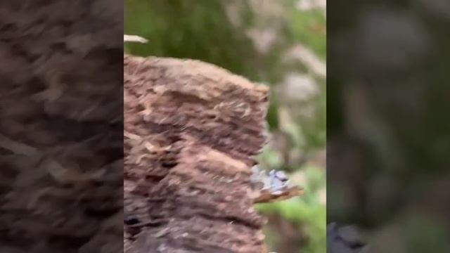 une grande limase qui mangé les champignons ? ? ? ? ? ? ? super magnifique les limase смотреть онлайн