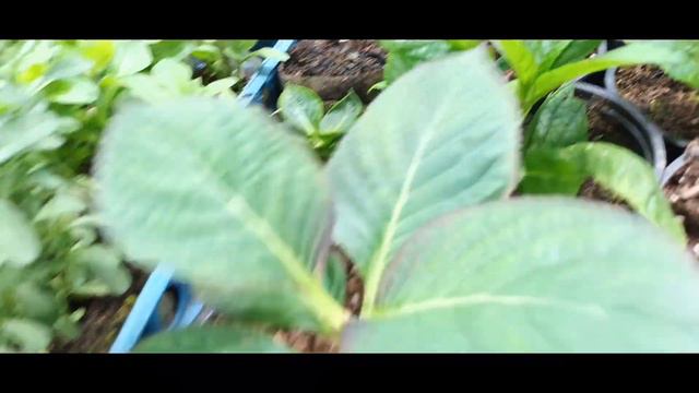 Обзор теплицы в феврале .Цветущие Фуксии.Подарки от покупателей.❤️🙏 смотреть онлайн