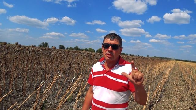 Уборка подсолнуха! Научные эксперименты. смотреть онлайн