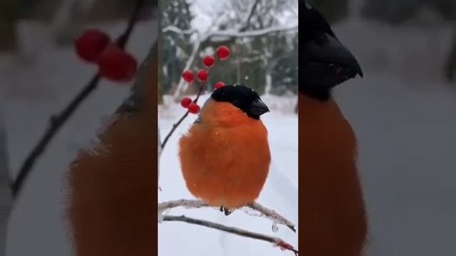 Какой красивый снегирь! смотреть онлайн