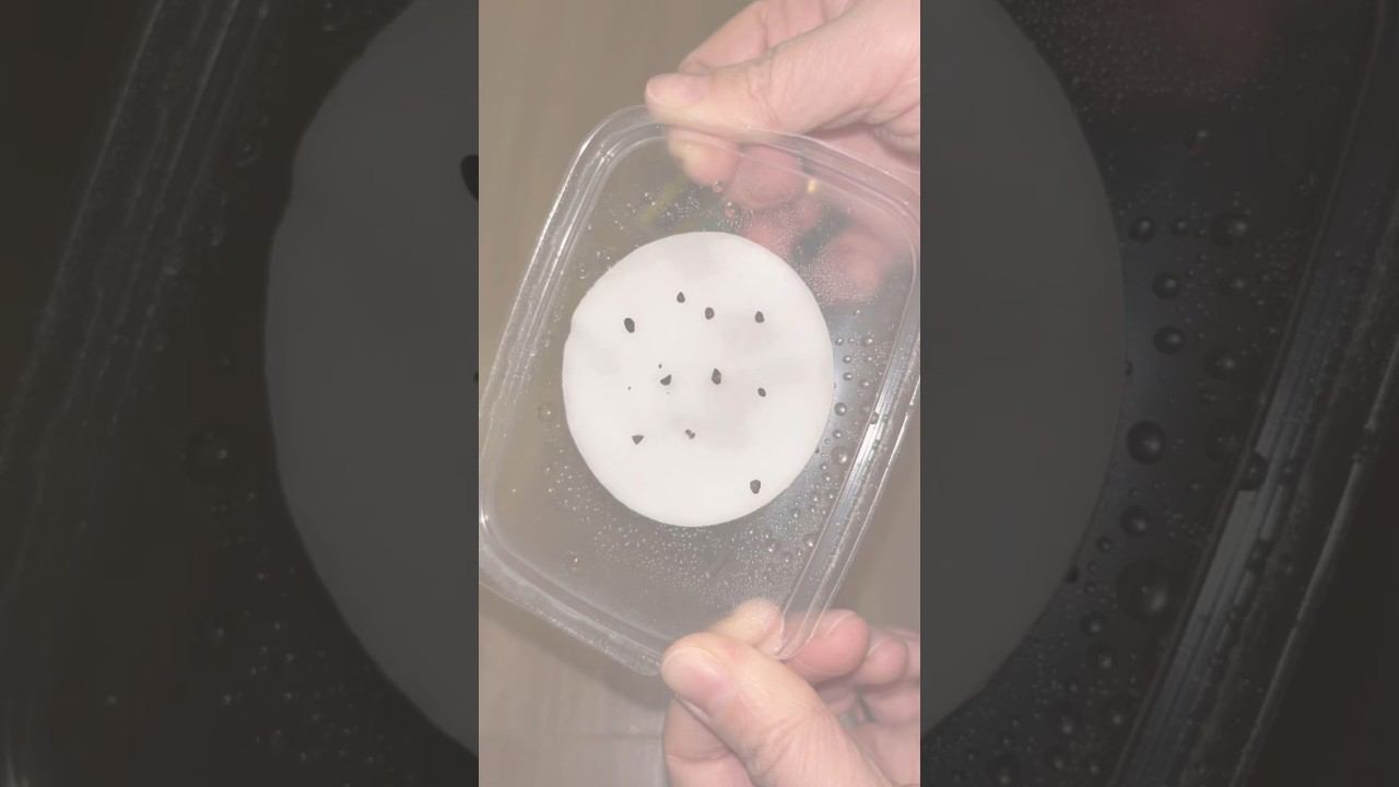 СТРАТИФИКАЦИЯ семян ЭВКАЛИПТА  | Подготовка семян | Редкие экзотические растения дома | #eucalipto