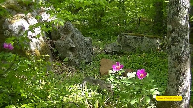 Крымские лесные пионы. Эндемический вид. Crimean forest peonies. Endemic appearance. смотреть онлайн