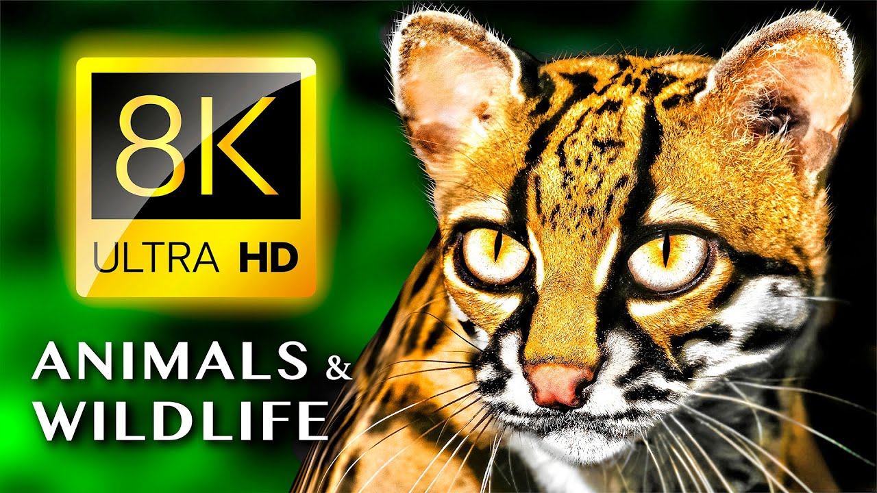 8K ЖИВОТНЫЕ И ДИКАЯ ПРИРОДА 8K УЛЬТРА HD