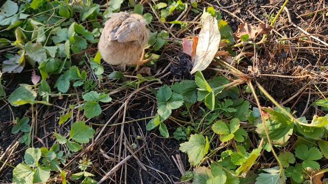 СПАСЕНИЕ ЦЫПЛЁНКА🐤|ПРОДОЛЖЕНИЕ ИСТОРИИ🫢|Как назвать?🐤|Что делать с вывихом? смотреть онлайн