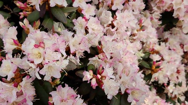 Rhododendrons - Spring Visit at Baumschule Hachmann (nursery) смотреть онлайн