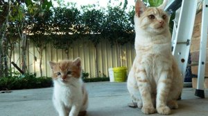 327 Юрий Антонов - Зеркало