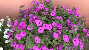 Петуния ВИСТА , четыре расцветки и другие цветы на продажу.