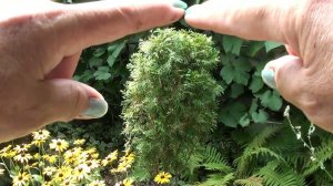 Елочка на штамбе своими руками ! Быстро и просто !