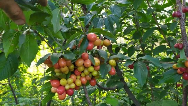 КИЗИЛ . Урожайность сортового кизила привитого в крону дичка !)) ? смотреть онлайн
