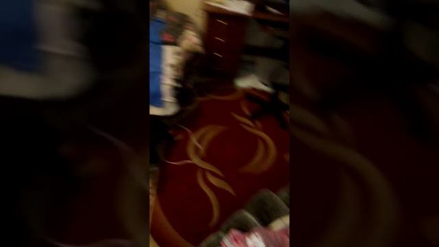 Собака после душа смотреть онлайн