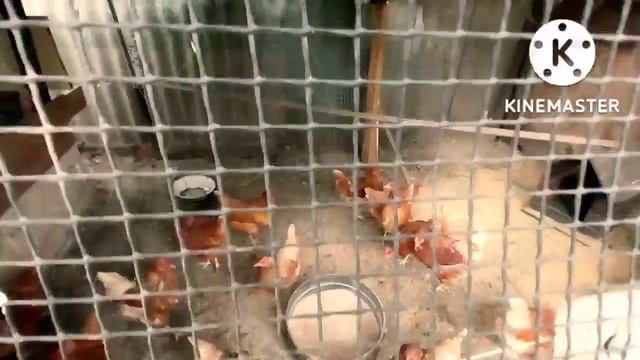 Мы родились в Сибири/два дня из нашей жизни/купили смарт часы/ухаживают за цветами? смотреть онлайн