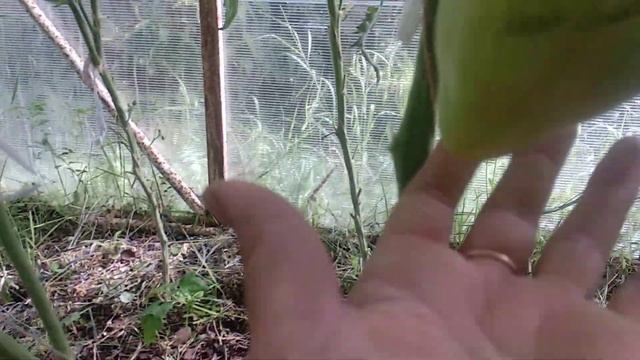 ОБЗОР СОРТА БЕЛОЕ СЕРДЦЕ КИЛЯ | ПОМИДОРЫ, ТОМАТЫ смотреть онлайн