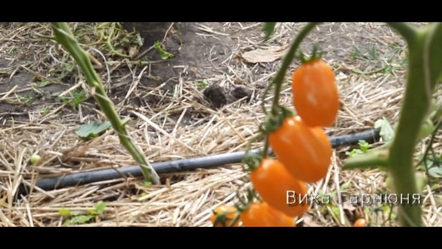 Томат Оранжевый фонтан черри смотреть онлайн