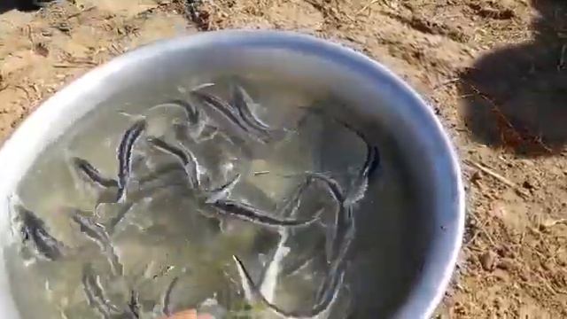 В реку Урал выпустили миллион мальков осетровых смотреть онлайн