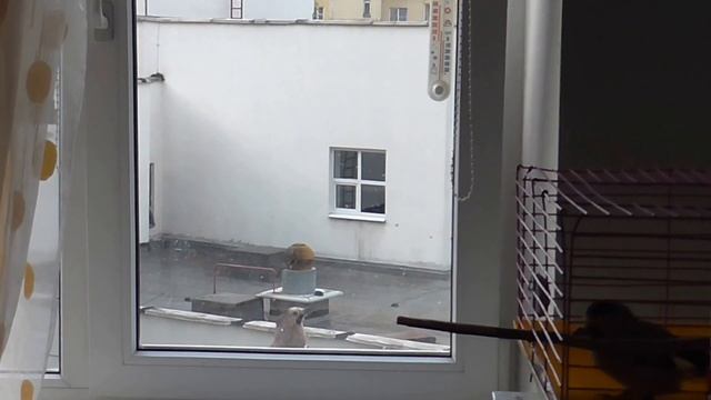 раз сойка, два сойка смотреть онлайн