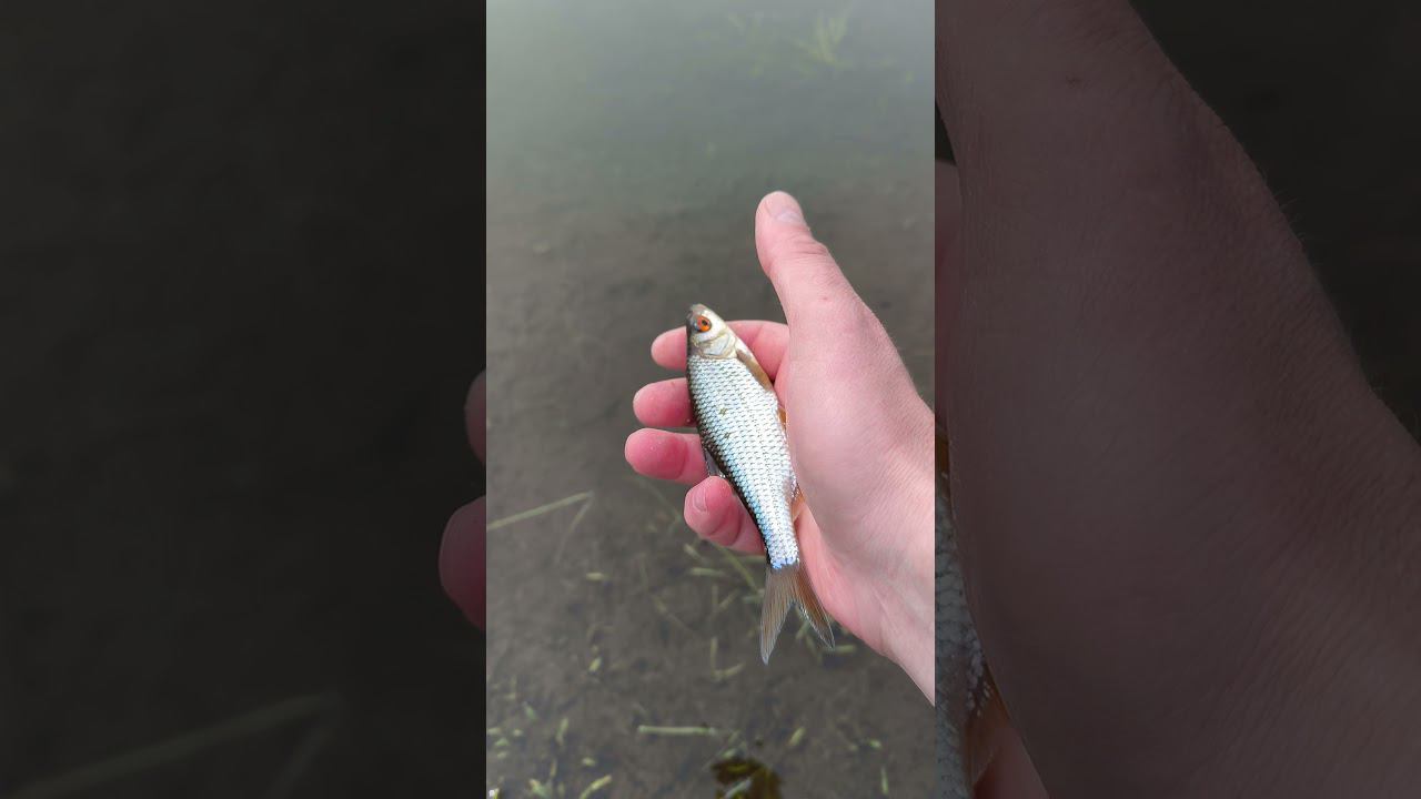 Рыбалка на поплавок Плотва перед нерестом #рыбалка #shortvideo #fishing #рыба смотреть онлайн