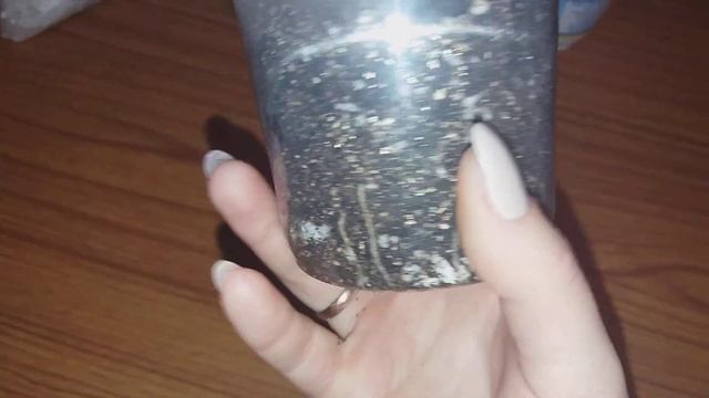 Комнатные растения.Пеларгония плющелистная.Помидоры на балконе))) смотреть онлайн