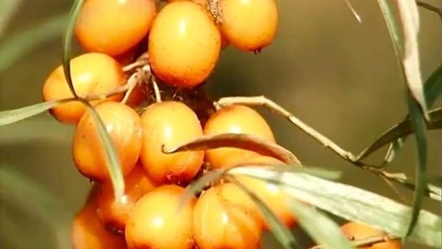 Немного про облепиху смотреть онлайн