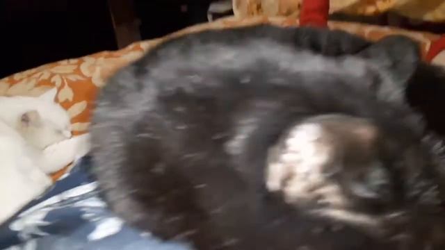 Вечер отдыха с хозяйкой на кровати смотреть онлайн