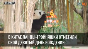 В Китае панды-тройняшки отметили свой девятый день рождения