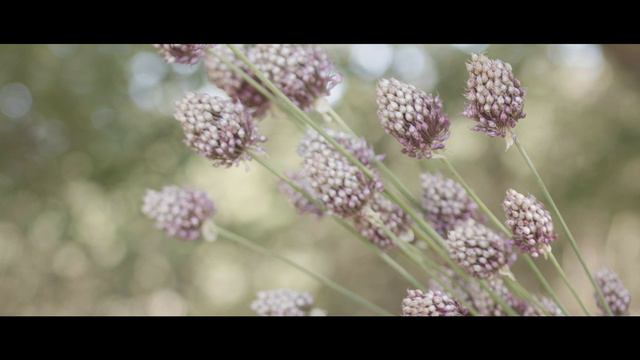 ROSA (peonia) смотреть онлайн