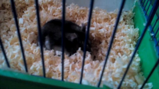 Джунгарский хомяк роется в опилках смотреть онлайн