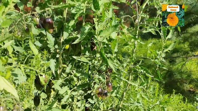 ОБЗОР КОЛЛЕКЦИОННЫХ СОРТОВ ТОМАТОВ В ОТКРЫТОМ ГРУНТЕ НА 22 ИЮЛЯ. СЕМЕНА ОТ МЯЗИНОЙ. смотреть онлайн