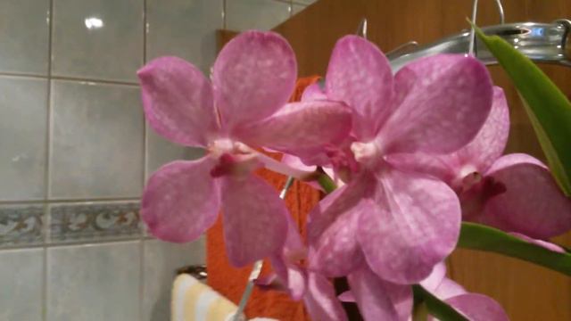 Орхидея Аскоценда Цветение смотреть онлайн