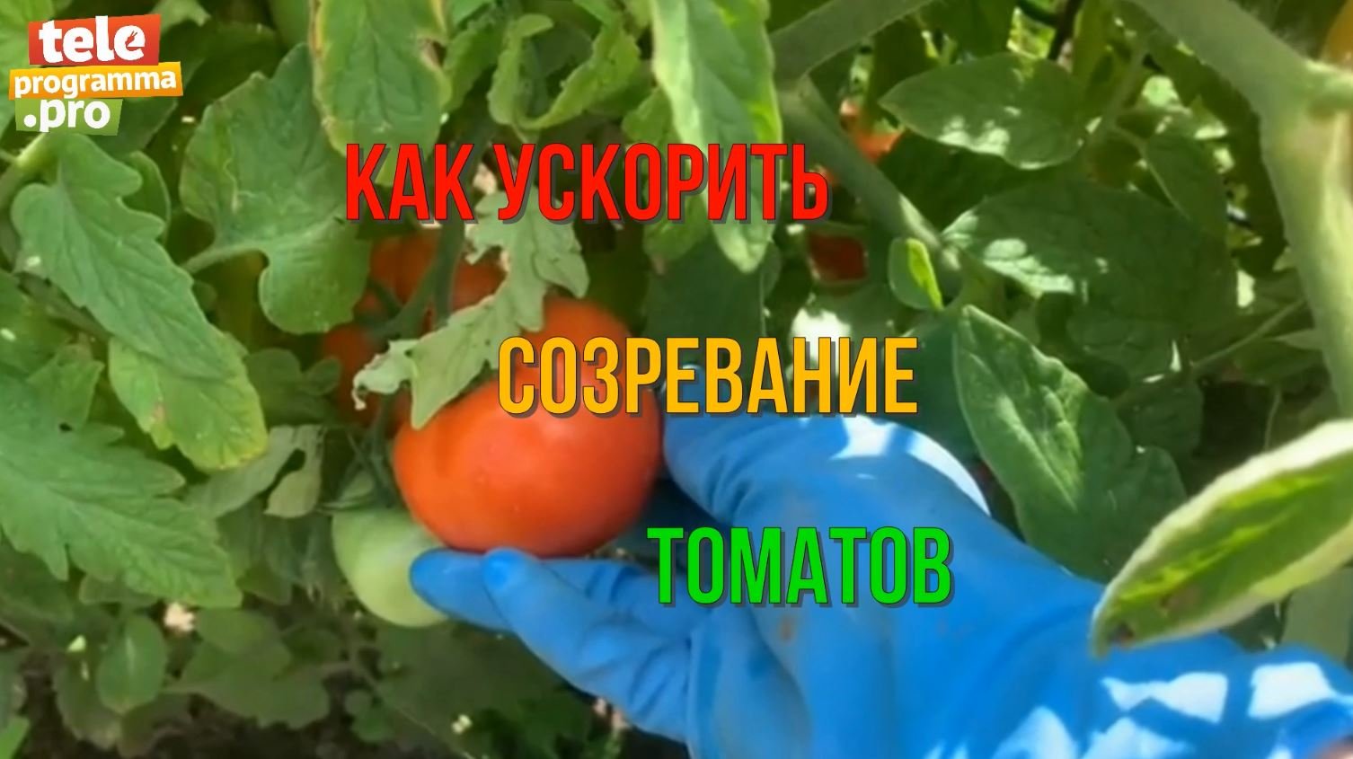 Как ускорить созревание томатов смотреть онлайн