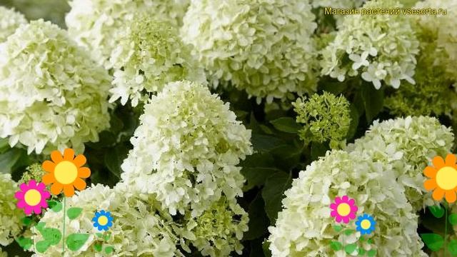 Гортензия метельчатая Литтл Спроки. Краткий обзор, описание hydrangea paniculata Little Spooky смотреть онлайн