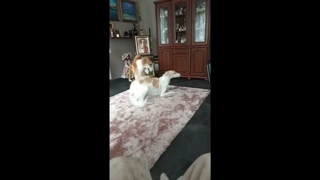 " Little girl you're runnin..." Rosyjski chart Borzoj, Русская псовая борзая смотреть онлайн