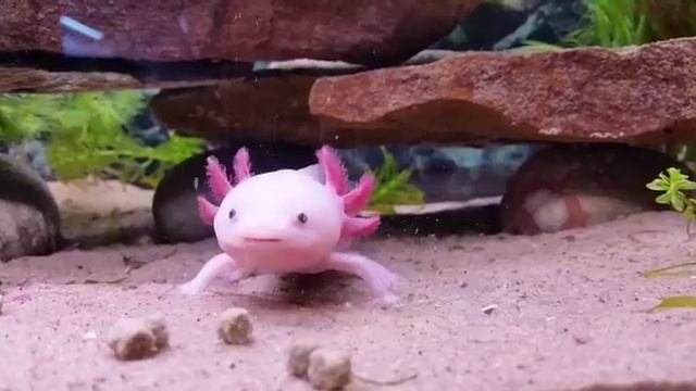Axolotl - Eating Axolotl pellets смотреть онлайн