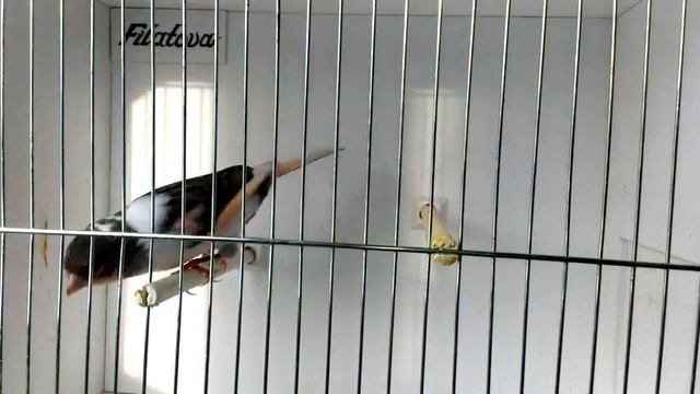 канарейка Португальский арлекин/Питомник декоративных канареек "Ах, арлекино!" смотреть онлайн