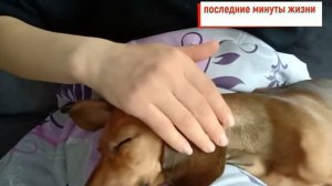 Моя Собака умирает последней видео?