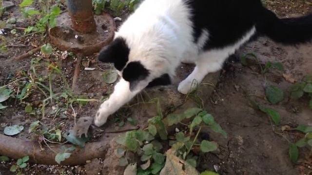 кот поймал мышь смотреть онлайн